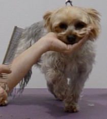 Grooming Prepare for bathing your dog