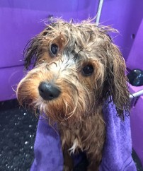 Grooming Class how to bath your dog